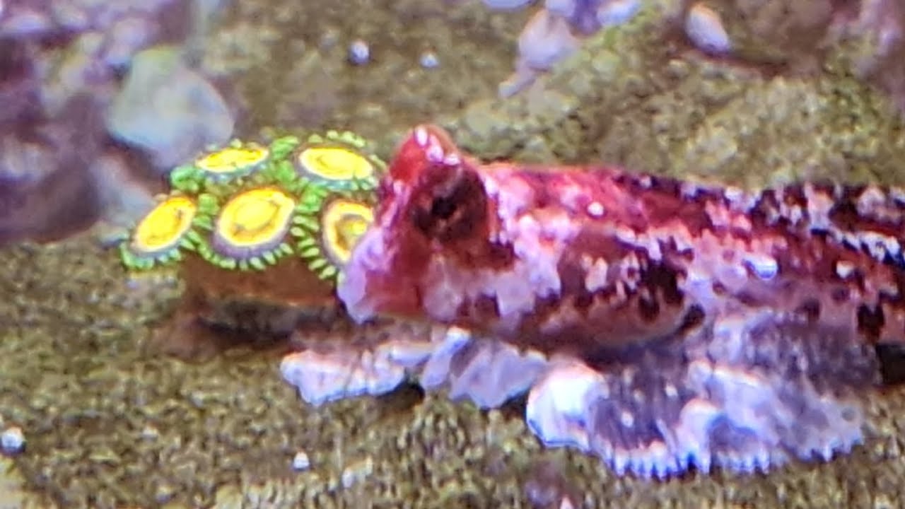 Unboxing our new Goni Corals 