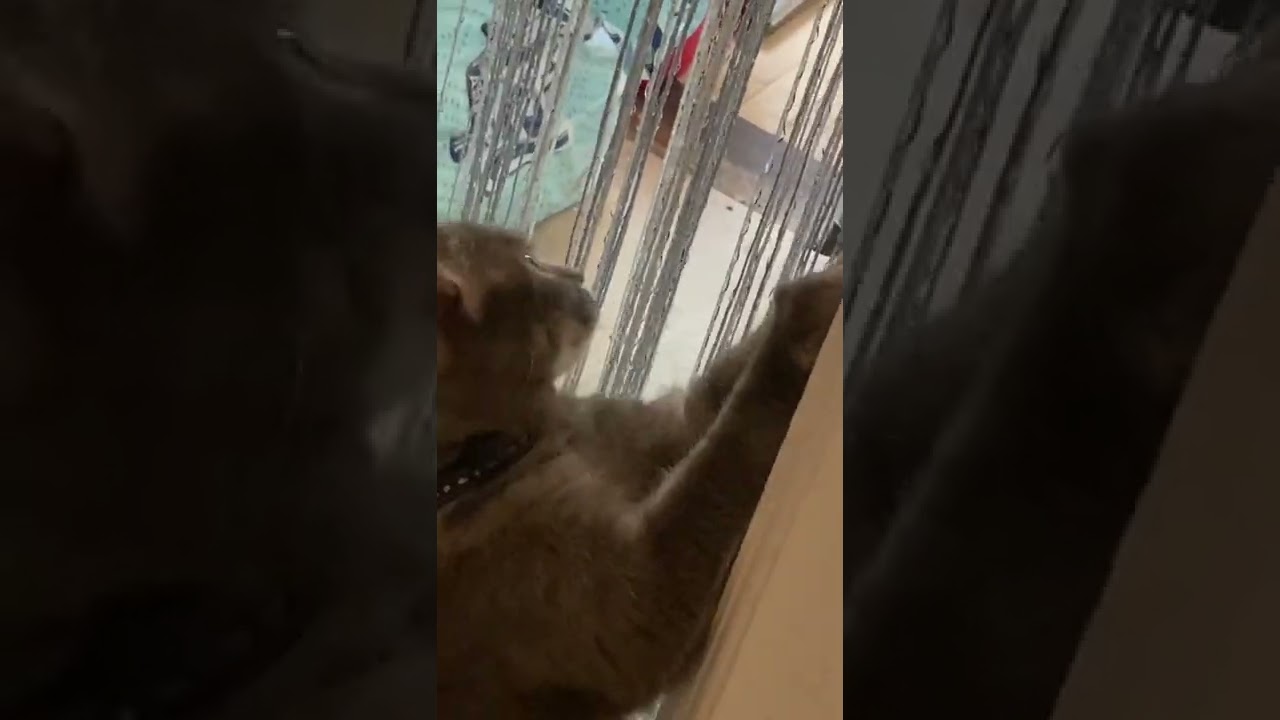 Cat scratches wall