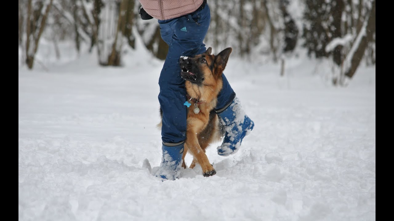 German Shepherd Maxi (tricks)
