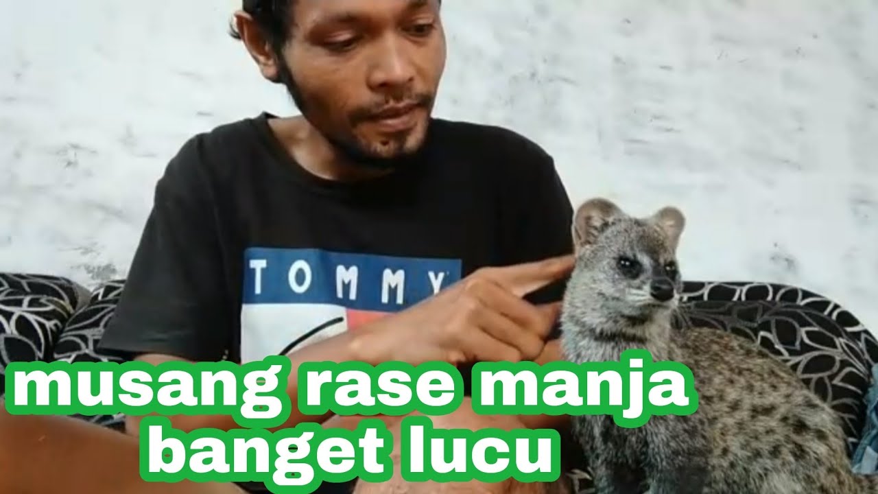 MUSANG RASE MANJA BANGET LUCU