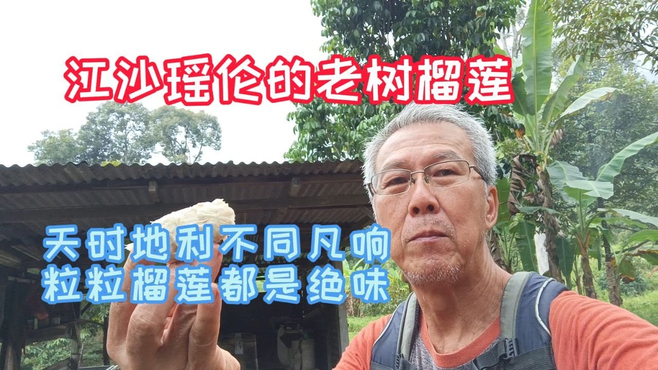 新山 - 江沙 - 瑶伦新村 / 赶路600公里就为了吃瑶伦榴莲 / 老树榴莲棵棵都有其独特好味道 / 如果只吃單一品种那你就错失太多绝世美味了/ #楊貴妃