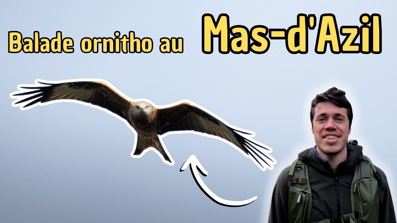 Bergeronnette des ruisseaux et rapaces au Mas-d'Azil !