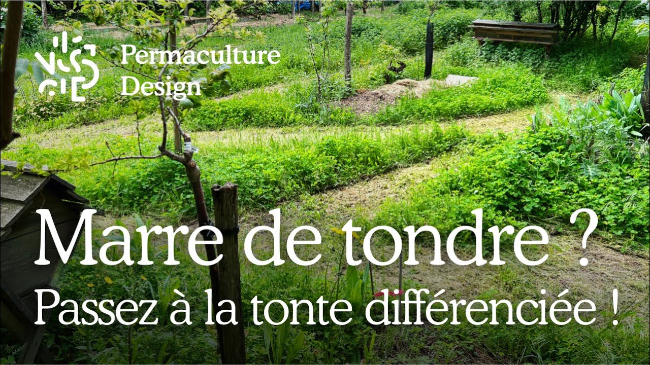 Tonte différenciée, ou l’art de ne (presque) plus tondre sa pelouse !