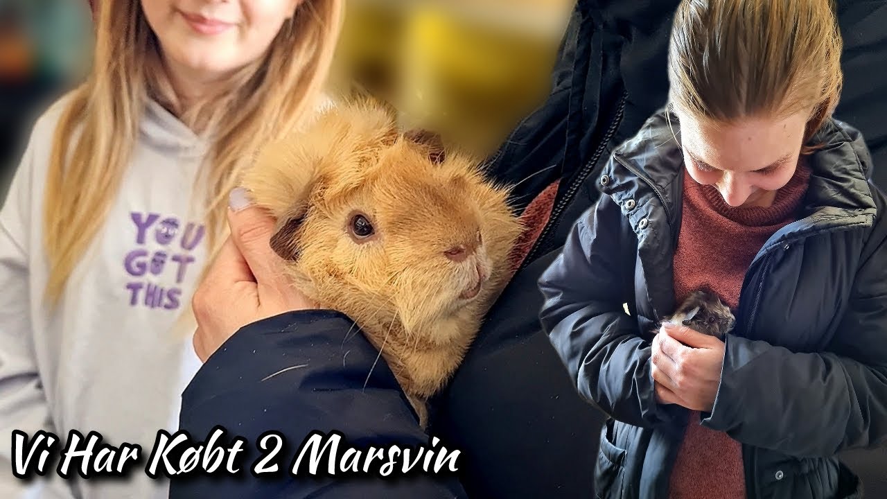 Vi Har Købt 2 Marsvin!