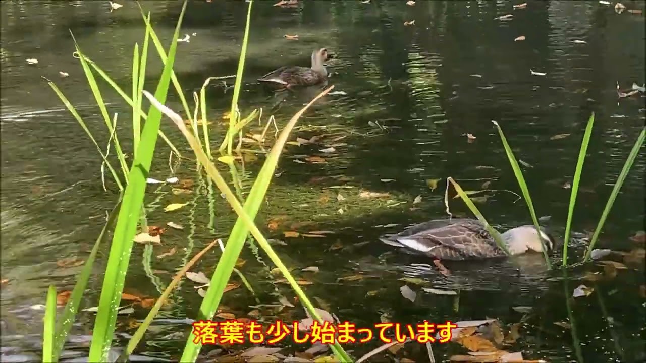 2025/10/28 信州 軽井沢 雲場池 紅葉散策