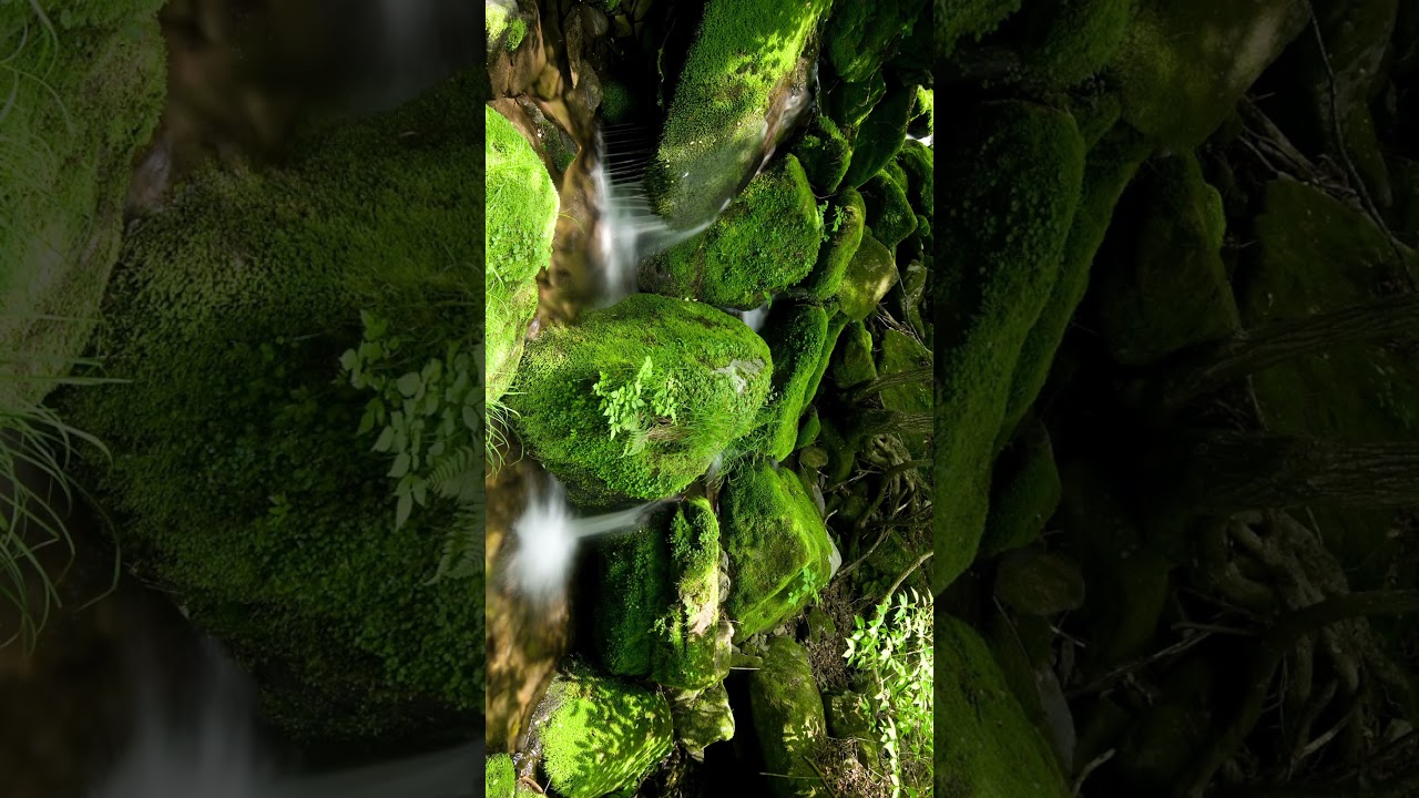 안구정화를 위한… 