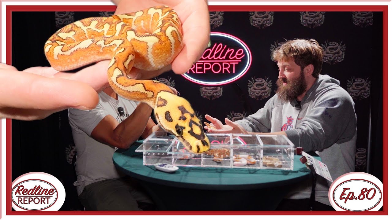 История Aura Reptiles — Redline Report, выпуск 80