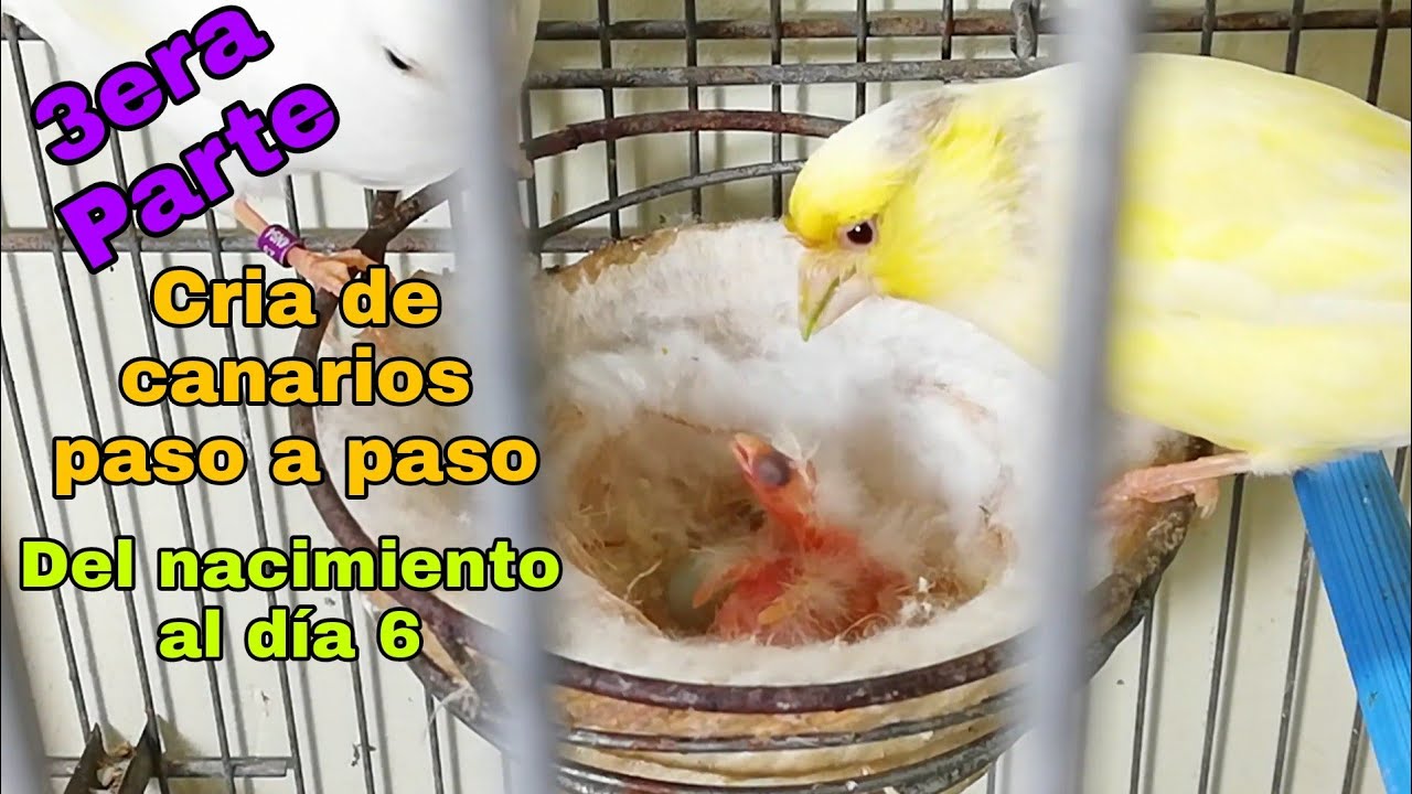cria de canarios paso a paso del nacimiento al dia 6 de vida tercera parte