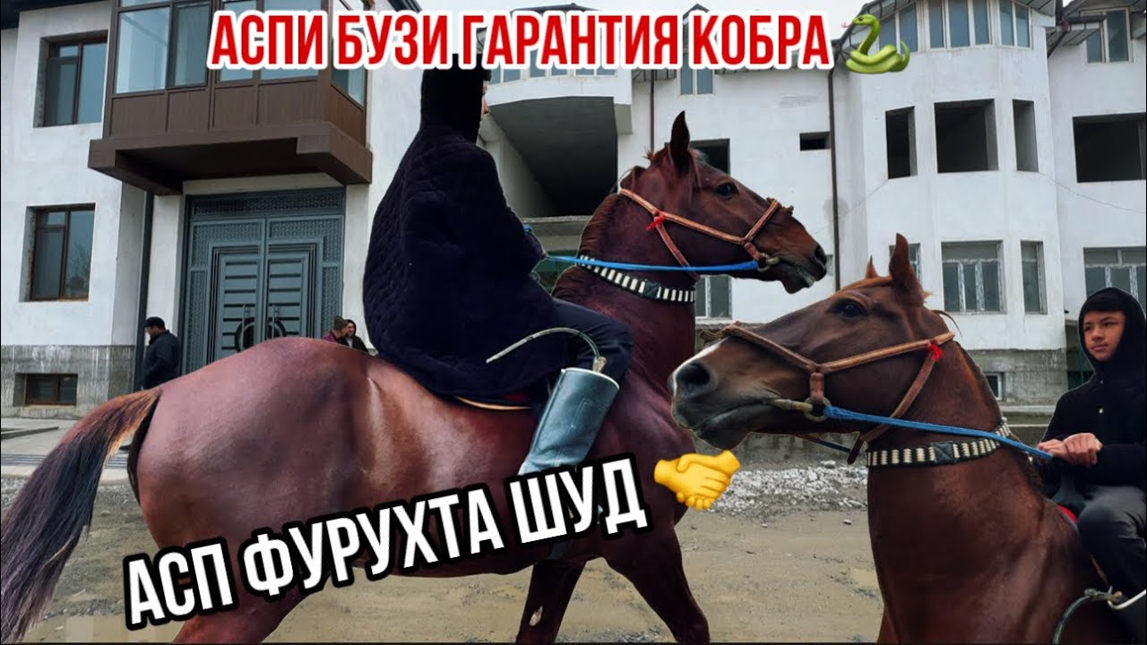 Фурухта шуд 🤝 Асп барои буз гарантия Спитомен 28 января 2026 г.