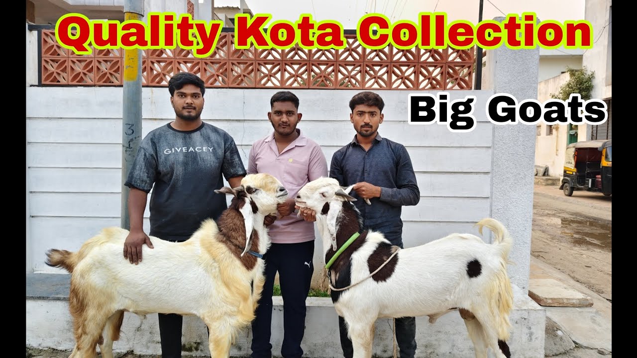 Bade Kota Bakre for Sale | Quality ki Cheez | AT GOAT FARM par. #solapur #maharashtra 
