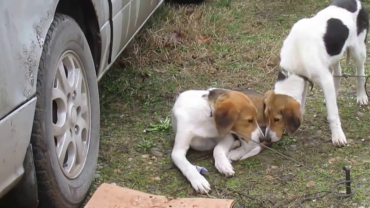 #Птичий рынок в г Кропоткин Краснодарского края