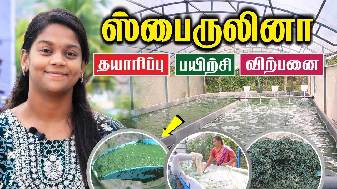 மூன்று நாள் பயிற்சியில் ஸ்பைருலினா தொழில் செய்யலாம் / Spirulina business / #hellomadurai