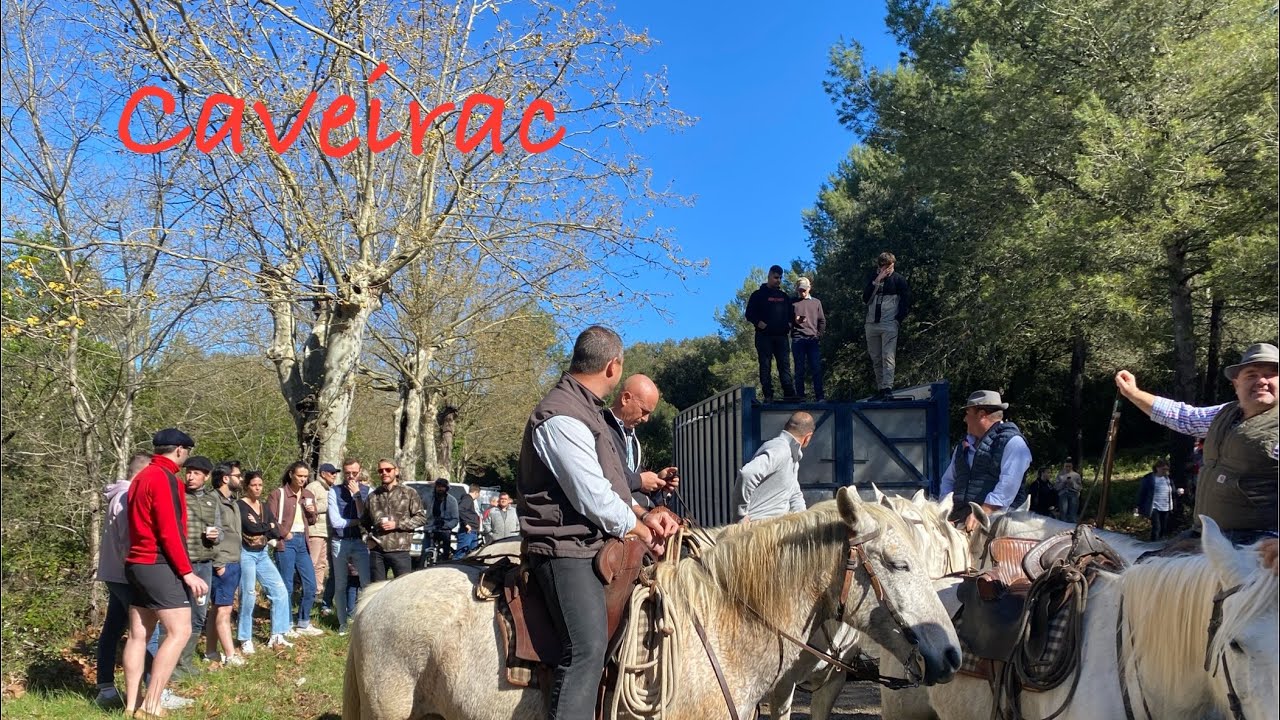 Longue ➡️ Caveirac 🇫🇷 le 01/04/2024 manade Martini 💪🏻 #aficionados #taureau #abrivado