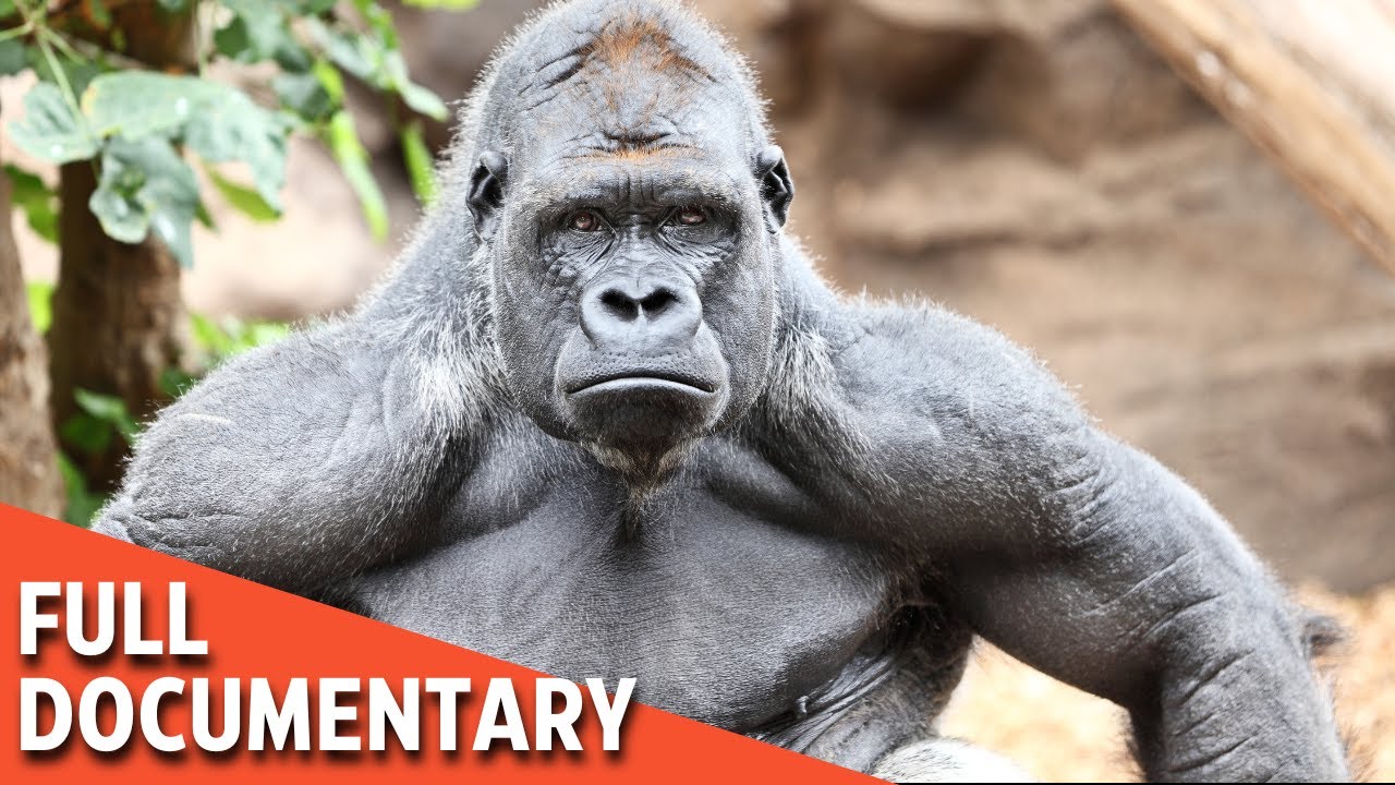 UNSEEN Gorilla Kingdom Battles and Habitat! DOCUMENTARY MOVIE