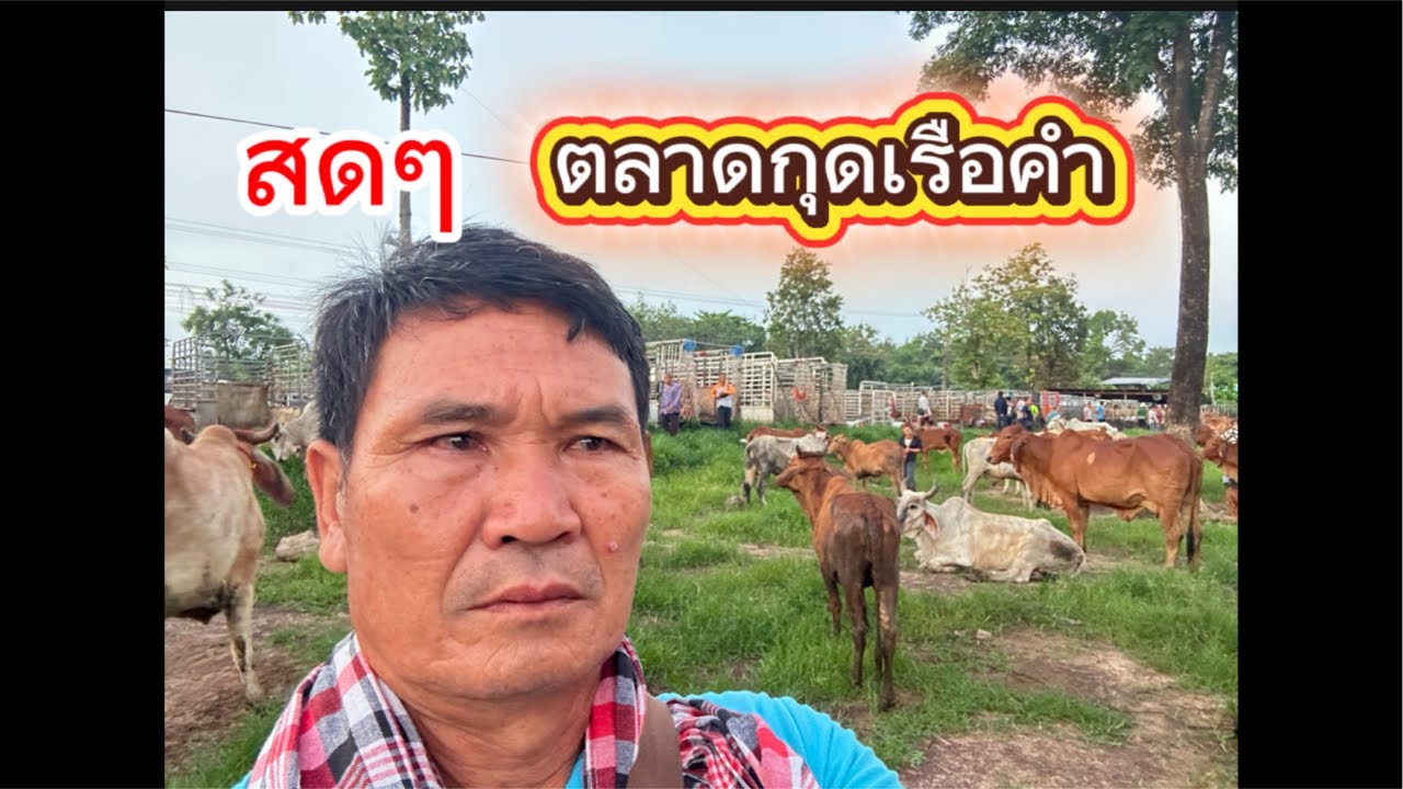 ชมบรรยากาศตลาดนัดโคกระบือกุดเรือคำ อ.วานร จ.สกลนคร #ราคาวัววันนี้ 25/6/68