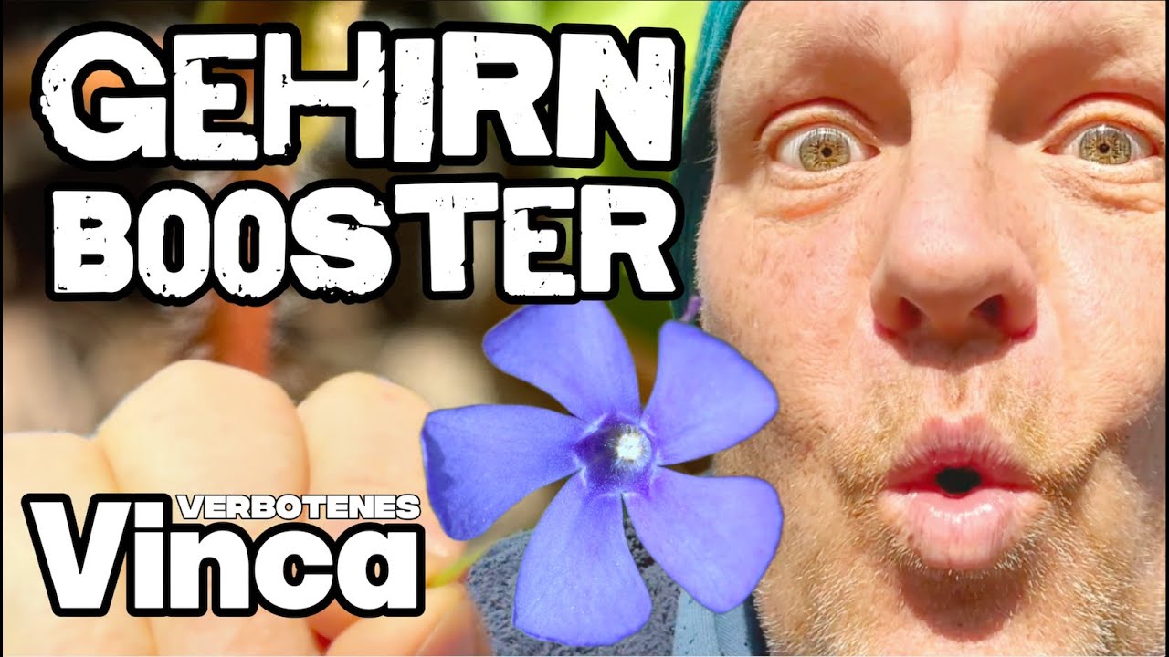 GEHIRN BOOSTER - Kleines Immergrün, verboten aus dem Garten steigert Gehirnleistung (neuste Studien)
