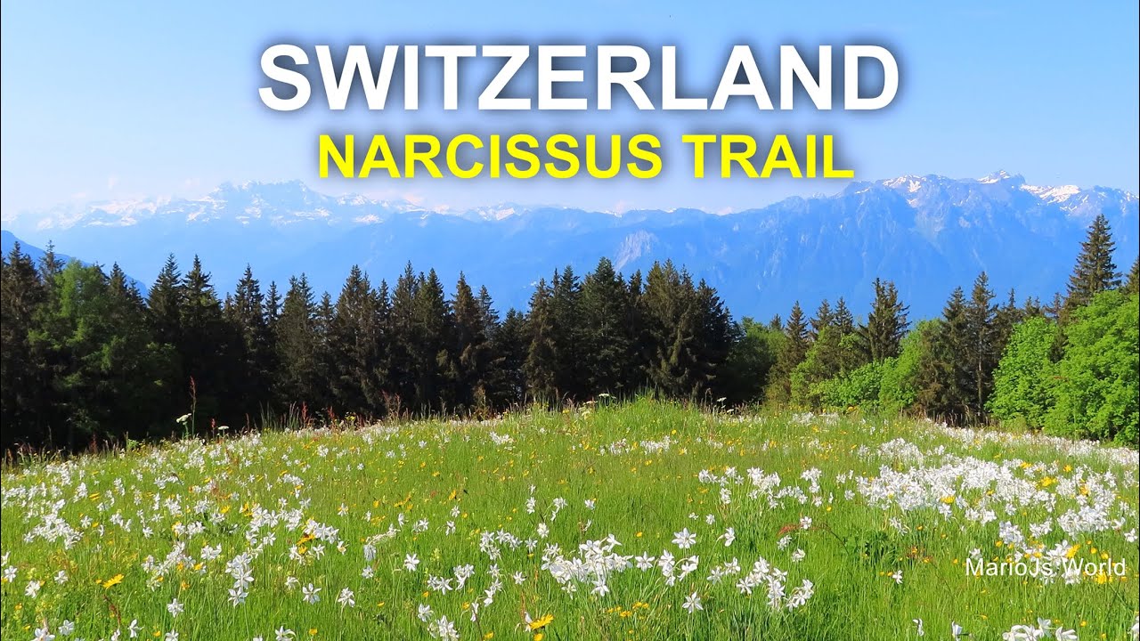 Best hiking in Switzerland 🇨🇭 Narcissus Trail above Lake Geneva and Montreux
