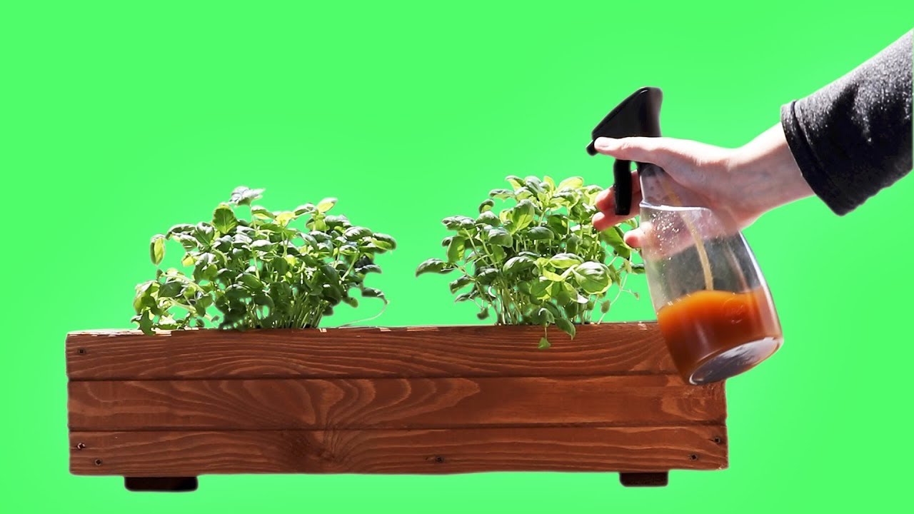 Insektenspray DIY Anleitung f&uuml;r Spray gegen Krabbeltiere auf deinen Pflanzen  - ohne Chemie!