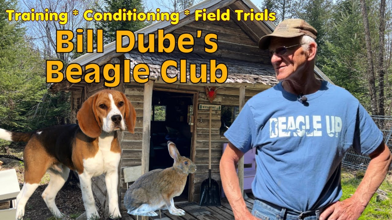 Bill Dube's Green Ridge Beagle Club and Rabbit Pen:  Great for Beaglers and Houndsmen