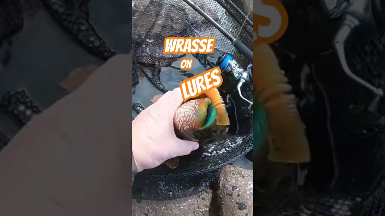 Wrasse on Lures! #wrassefishing #lurefishingforwrasse #theconstantangler