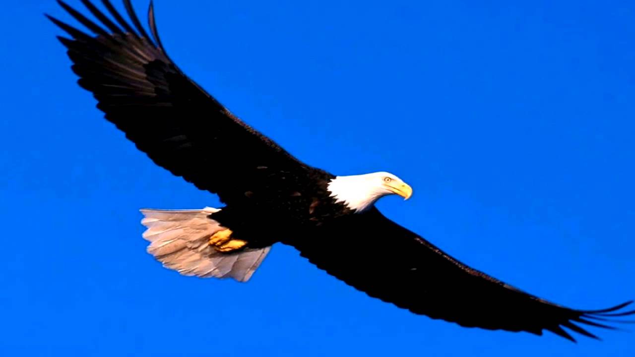 eagle attack sound