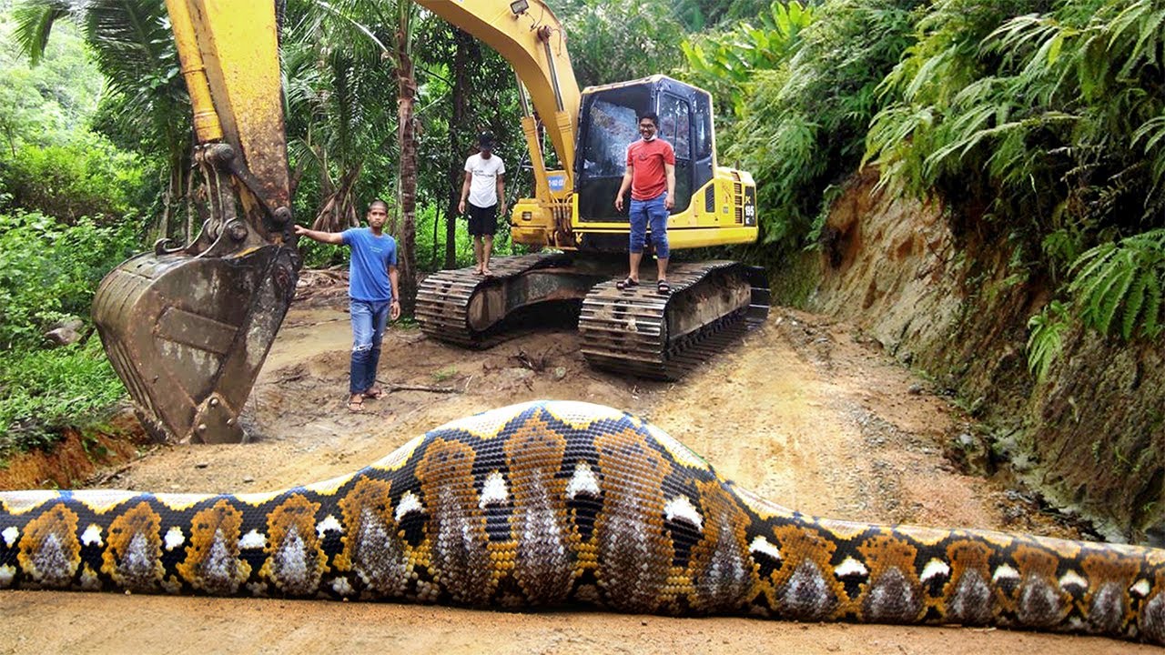 5 Ular Terbesar di Indonesia yang Pernah Tertangkap &ndash; Bahkan Merupakan Ular Piton Terbesar Di Dunia
