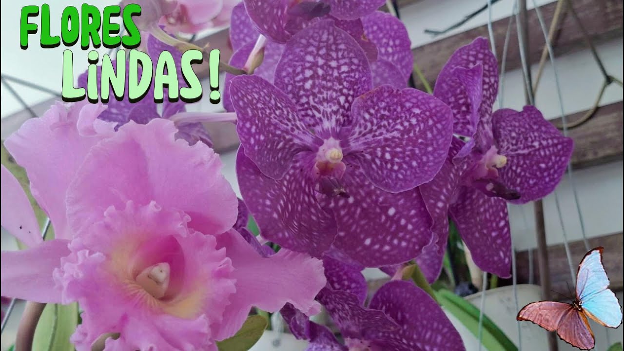 Flores Lindas!❤️