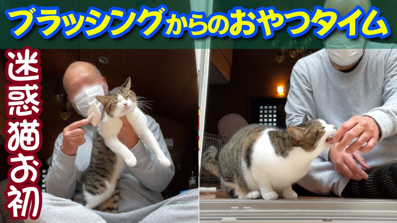 縦動画 迷惑猫お初の地獄のブラッシングからのおやつタイムの様子 まだ冬真っただ中なのに猫アレルギーの私への嫌がらせの様に何故か大量に抜ける毛に歯磨きガムを飲み込む迷惑行為がさく裂します
