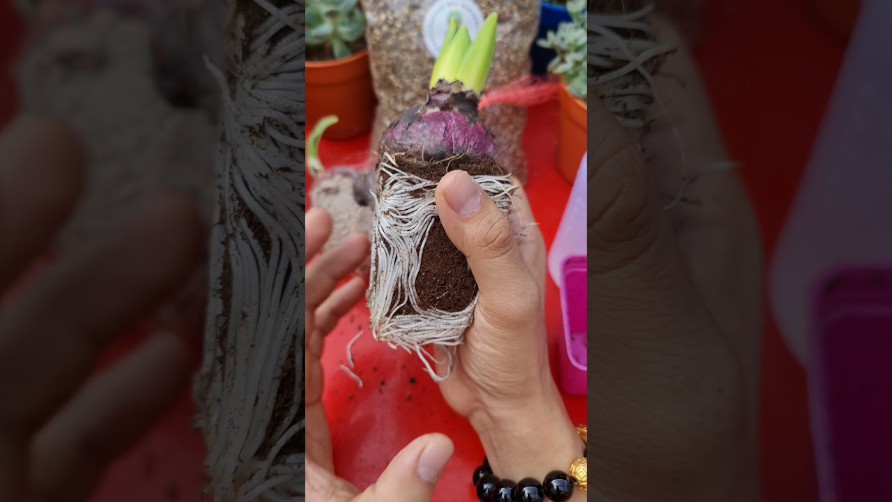 风信子栽种诀窍