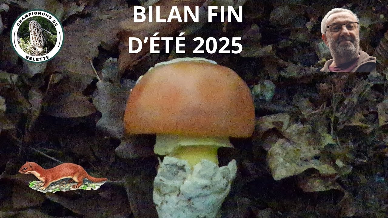 𝗕𝗜𝗟𝗔𝗡 𝗙𝗜𝗡 𝗗'É𝗧É 𝟮𝟬𝟮𝟱 🌲🍄‍🟫🎅🍄🌲#champignons #mushroom #nature #foret #fungi