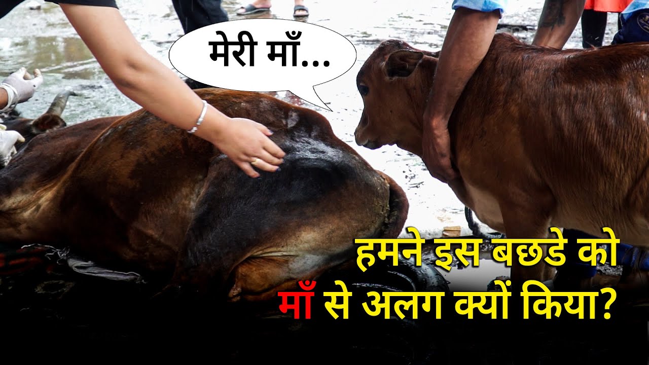 Main doodh kyon nahi peeta | Why I don't drink milk?