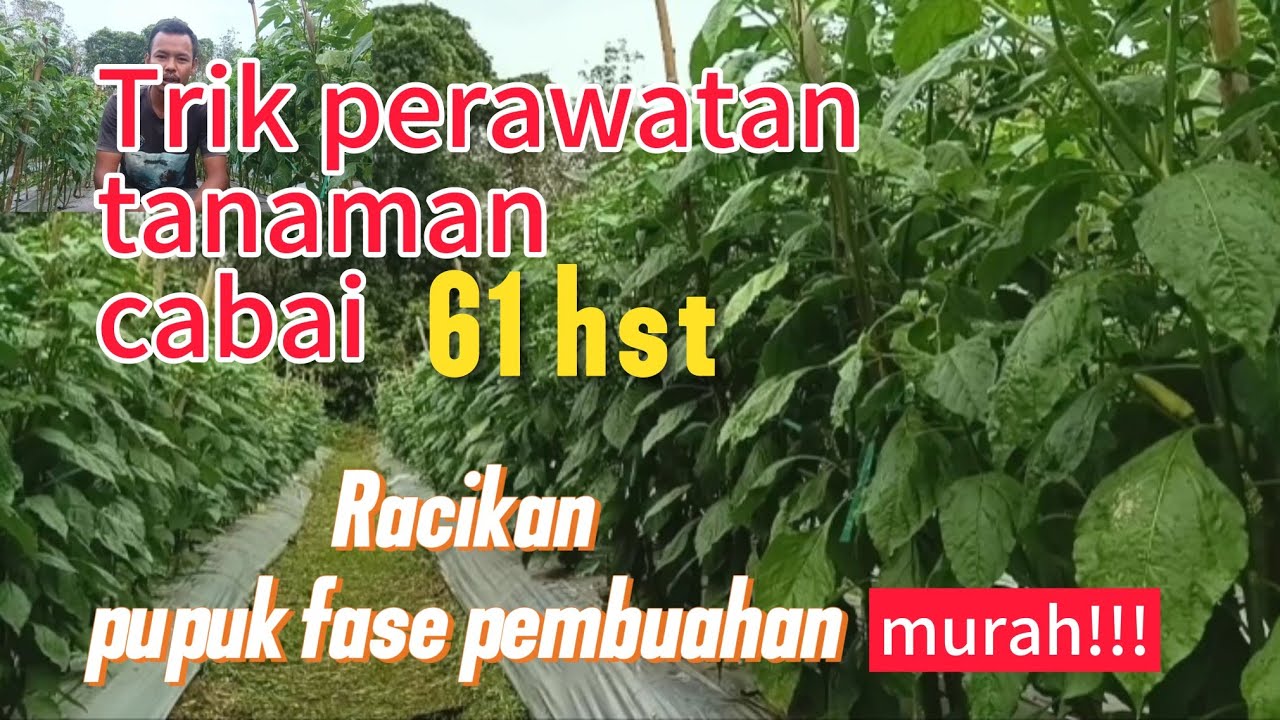 Pemupukan dan perawatan tanaman cabai Biaya murah,Tanaman tetap subur aman penyakit !!