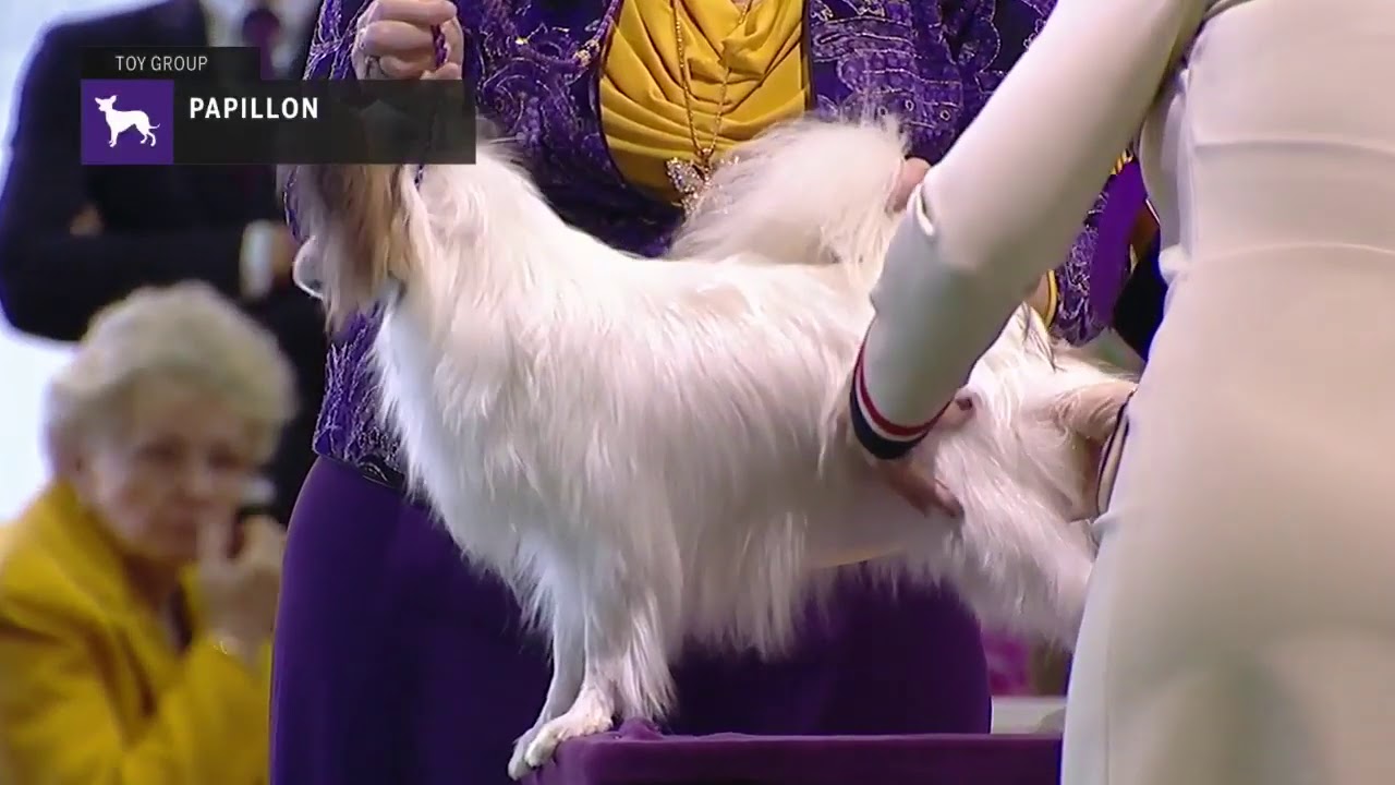 Papillons | Breed Judging 2019