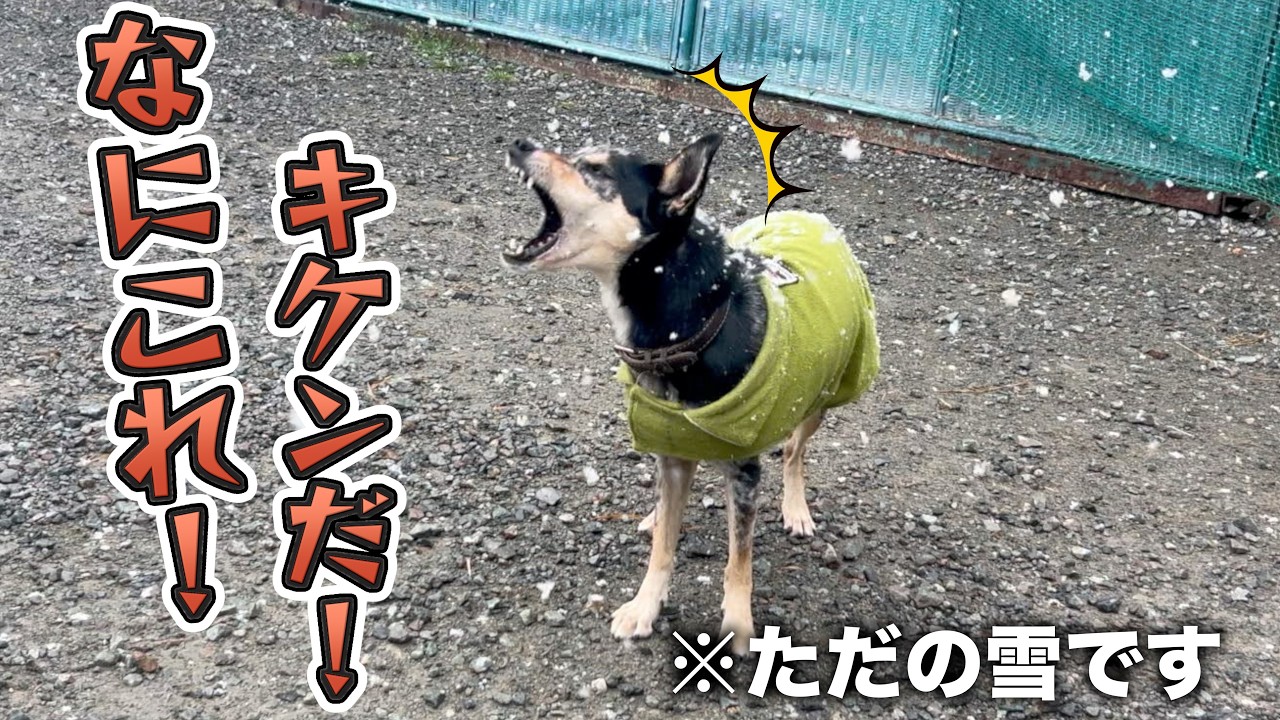 雪の降らない地域に住む元保護犬たちのリアクション2026
