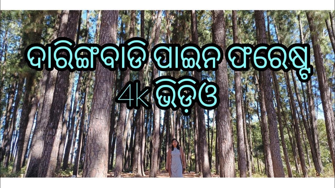 Daringbadi pine forest 4K #daringbadi #scenic beauty of pine forest #kandhamal #ପାଇନ ଗଛର ବଗିଚା