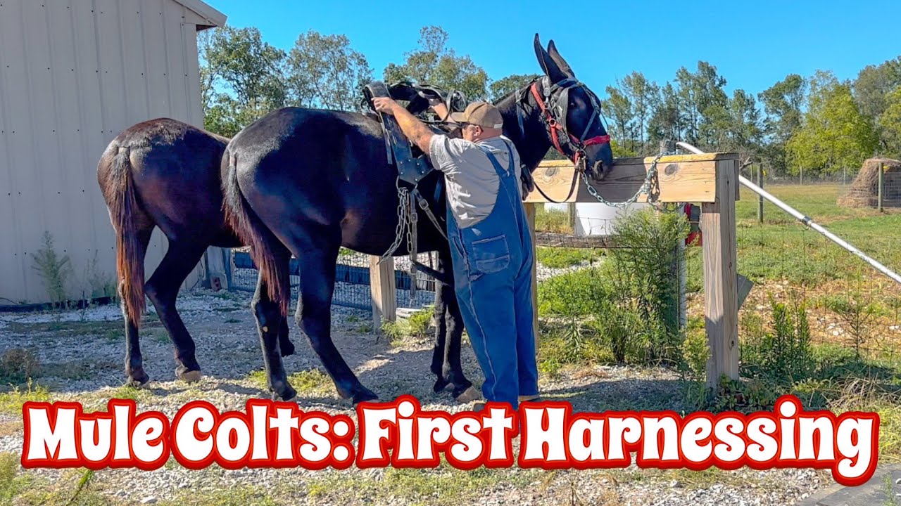 THEIR FIRST TIME HARNESSING: TRAINING DRAFT MULES  #142