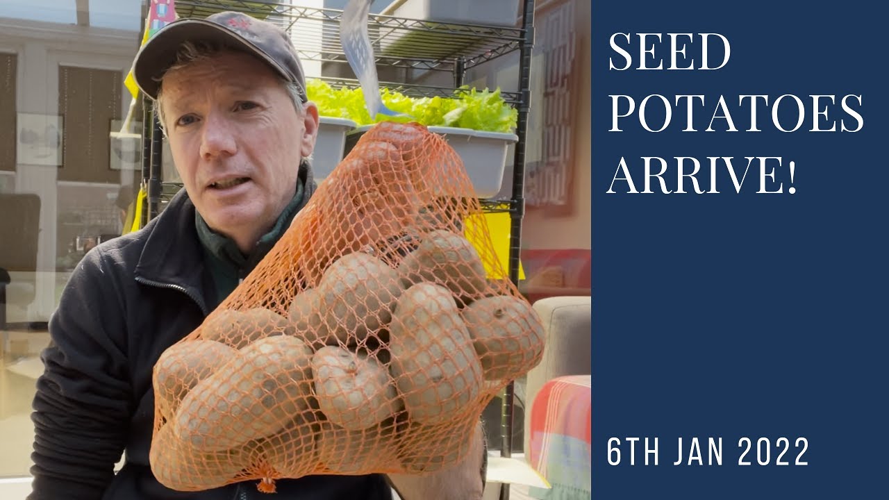 Seed potatoes arrive!  Chitting & growing early, late and main crop potatoes