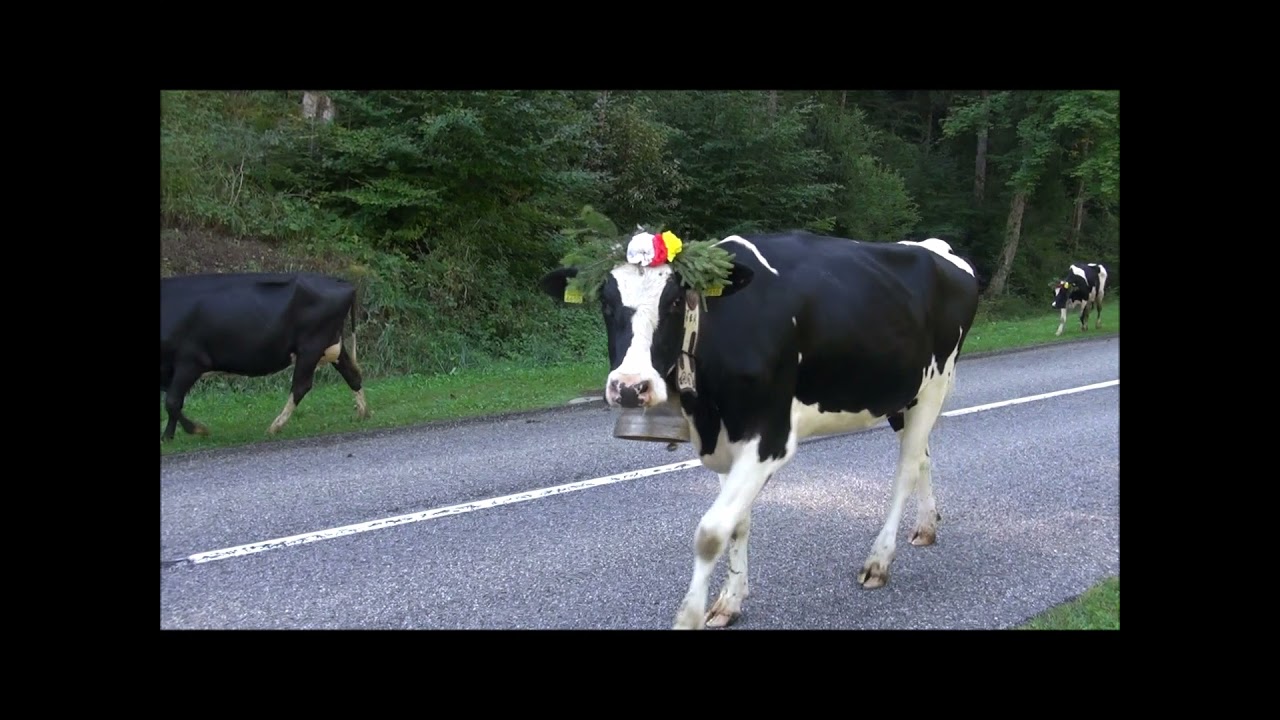 18 septembre 2021 - Désalpe - un des 1er troupeaux descendant le Moléson en Gruyère (Suisse)