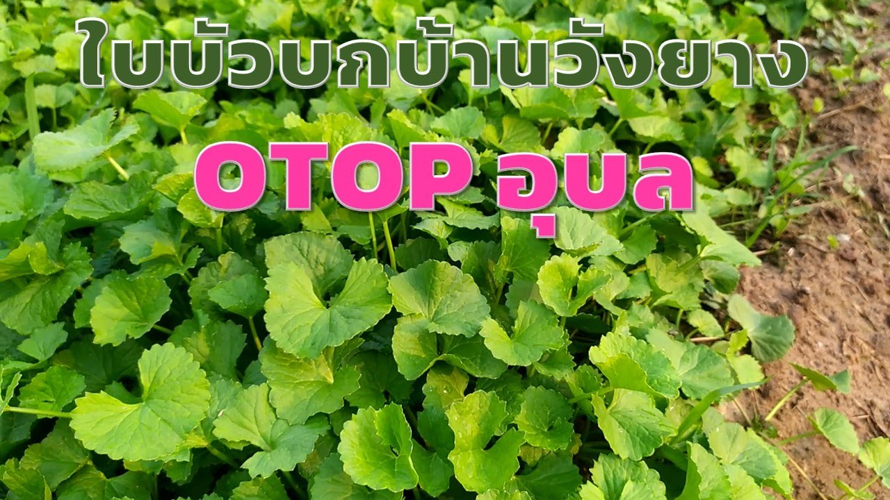 ใบบัวบกบ้านวังยาง OTOP เมืองอุบล (Centella asiatica) Farm Station