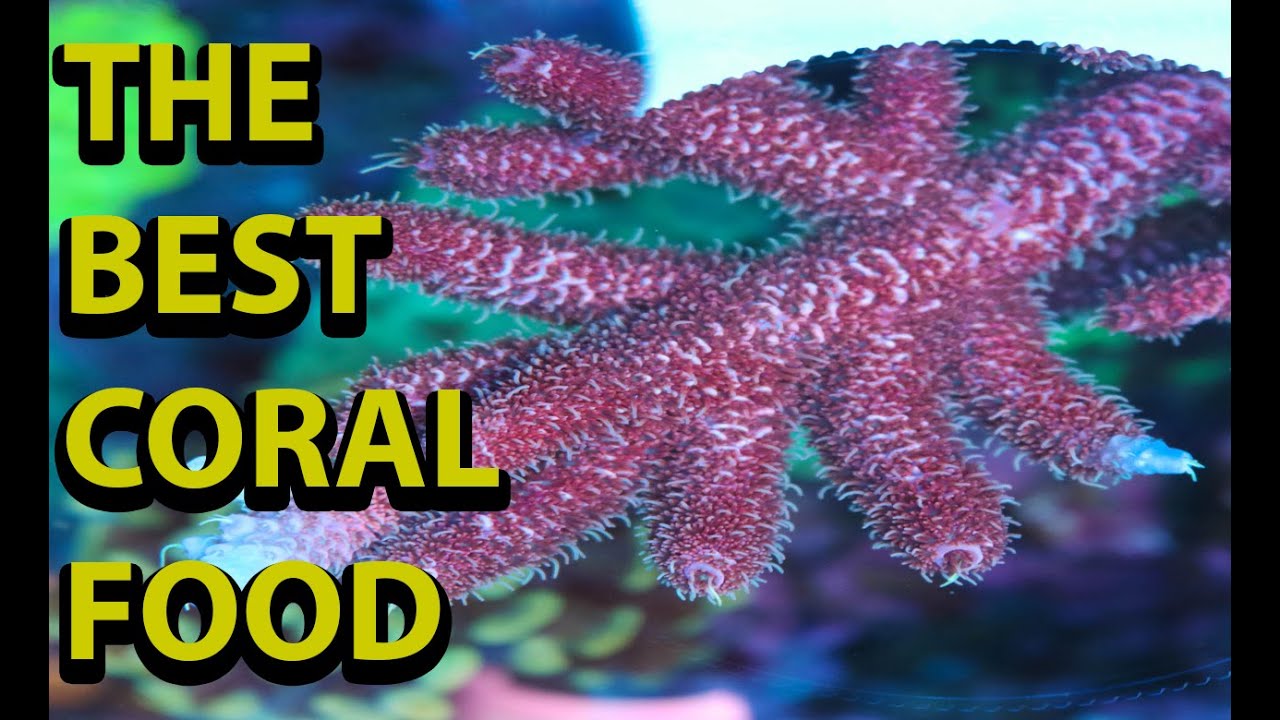 The Best All Around Coral Food