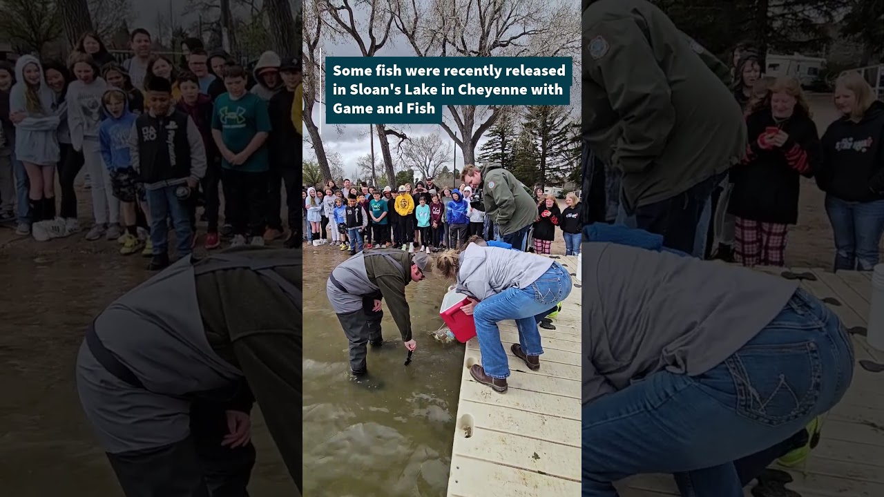 A trout release as part of the Trout in the Classroom program in coordination with WY Game and Fish.