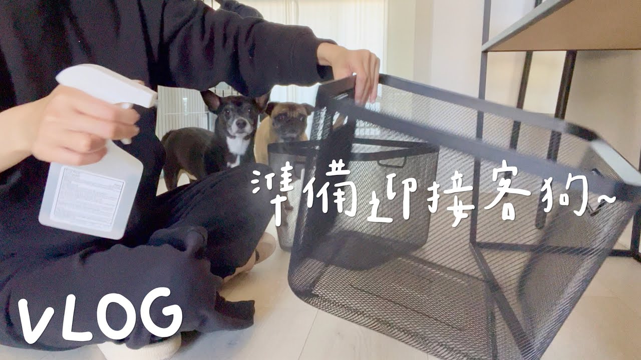🇺🇸VLOG｜買菜打掃、狗狗來寄宿、最近愛的漢堡店🍔