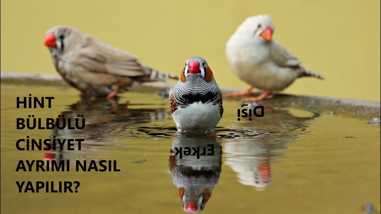 Hint Bülbülü Dişi Erkek Ayrımı Nasıl Yapılır?