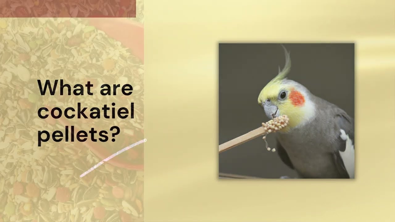 Cockatiel Pellets: The Best Food for Your Pet Cockatiel