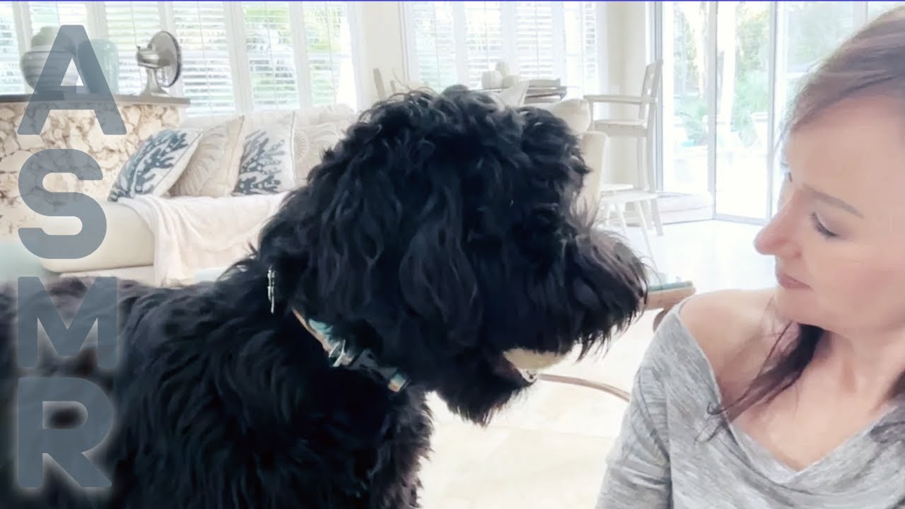 ASMR Dog Training With Goose 🐶 Treat Sounds, Petting, Tricks & Ball Play for Deep Relaxation
