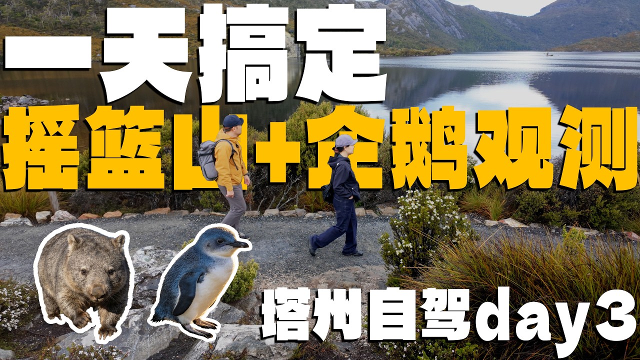 幸好没放弃！摇篮山徒步+企鹅观测，塔州自驾day3超充实⛰️ Tasmania D3 Cradle Mountain + Devonport hiking t & Penguin Encounter