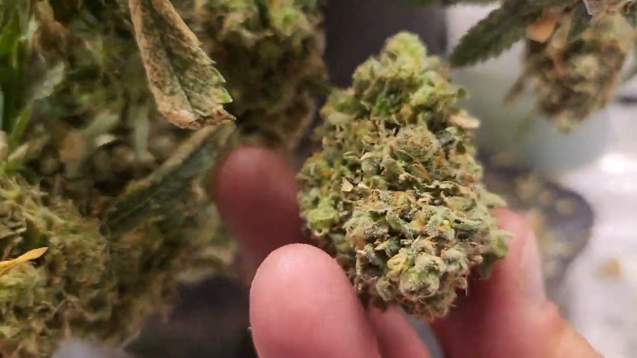 Weekly update Octopot grow #10 white Rhino almost done.