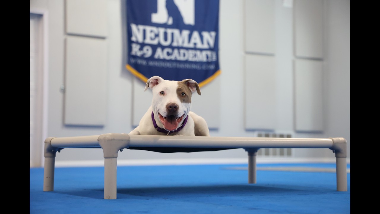 YaYa (American Pitbull Terrier) Boot Camp Dog Training Video Demonstration
