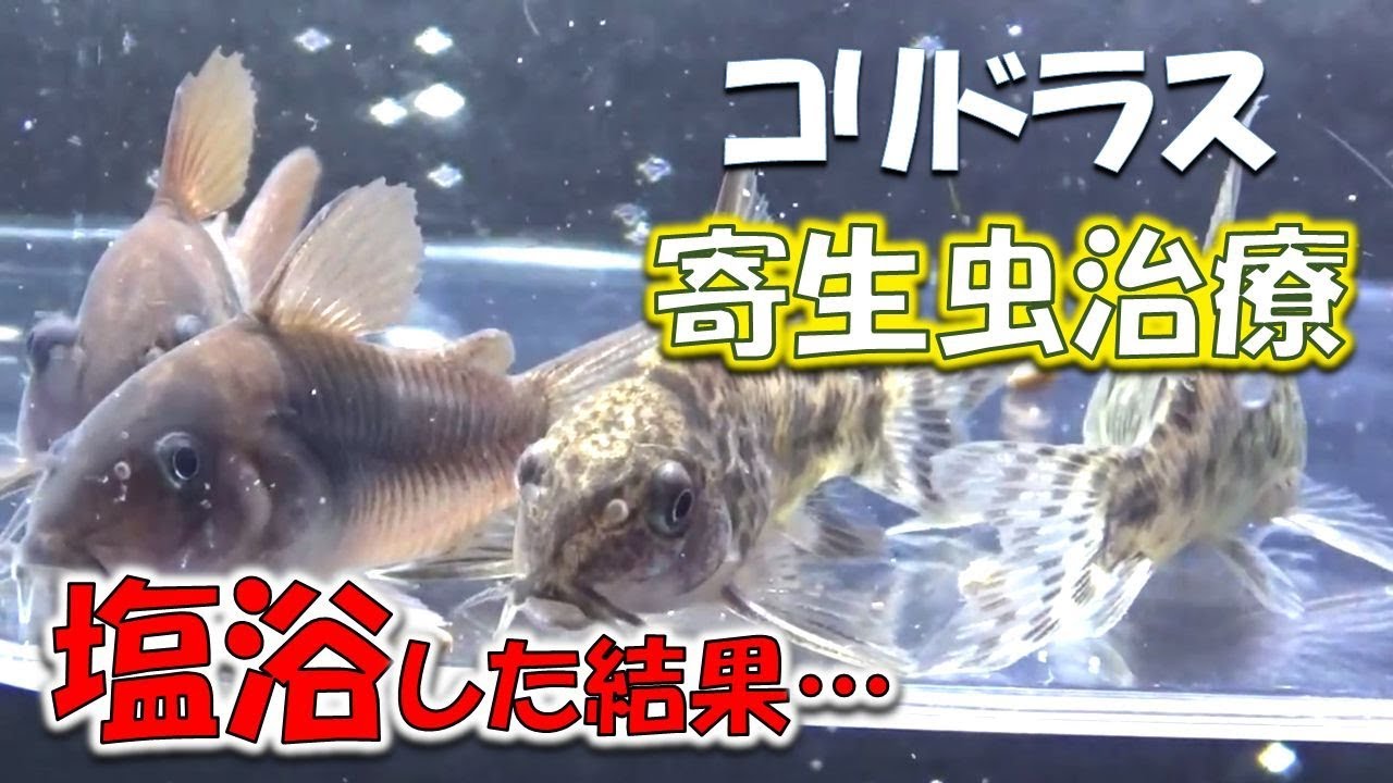 【コリドラス寄生虫治療②】塩浴してみた結果こうなった！！