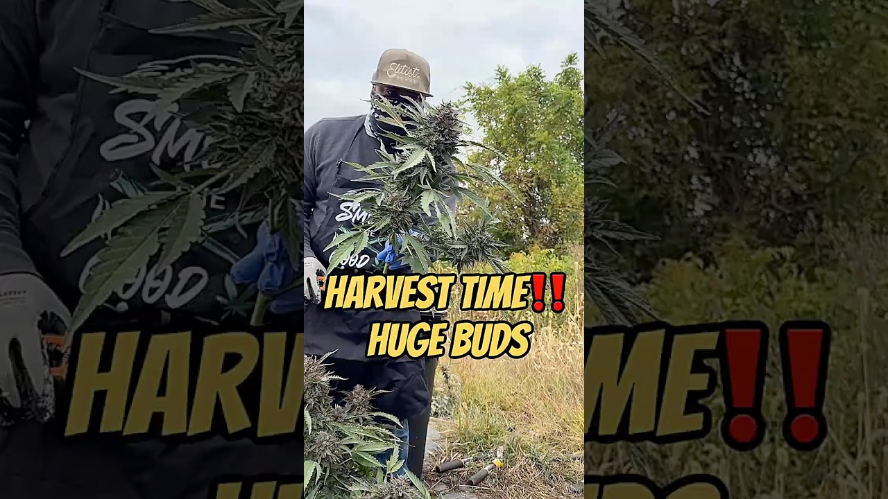 Outdoor harvest in motion. Huge buds coming down! #croptober #stlouis #cannabis #2025 #mercystrain